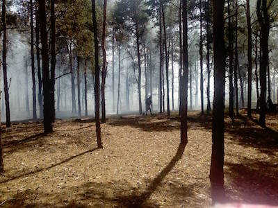 Свежие новости: В Матвеевско-Баловнянском урочище вспыхнул огонь – пожар локализировали
