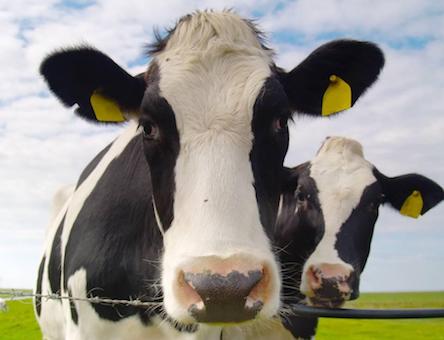 Свежие новости: Ідентифікація тварин — це необхідно!