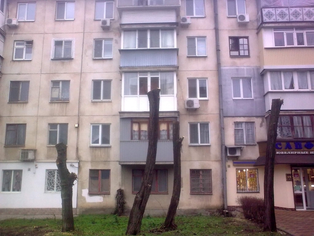 Свежие новости: Экоактивистка заявила, что в Николаеве массово уничтожают деревья под видом санитарной обрезки