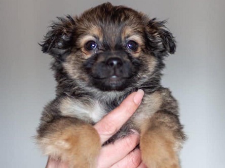 Свежие новости: ФОТО: В Николаеве «Центр защиты животных» ищет хозяев для 20 щенков