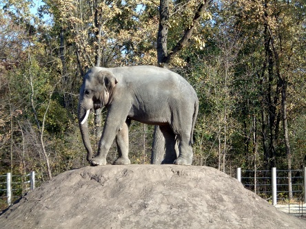 Свежие новости: В Николаевский зоопарк везут двух слонов из Венгрии