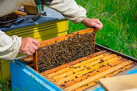 Фото новости: До уваги пасічників Вознесенського району Свежие новости: До уваги пасічників Вознесенського району