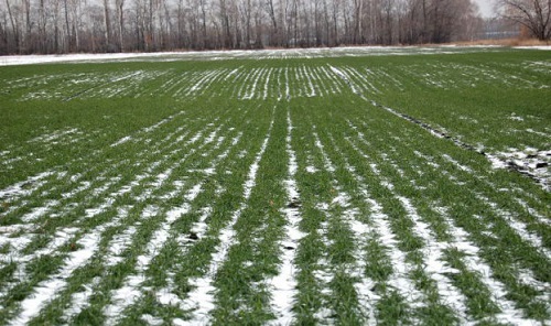 Свежие новости: В Украине озимые культуры вступили в фазу кущения