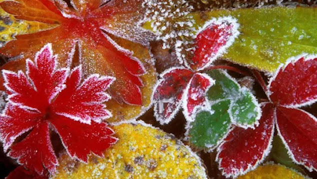 Свежие новости: Синоптики прогнозируют заморозки в Украине уже в начале следующей недели