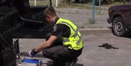 Свежие новости: Убери котов: массовое убийство животных в Сумах