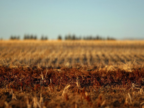 Свежие новости: Райадминистрация незаконно выдала земли на более чем 1,2 млн грн