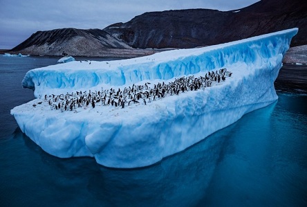 Свежие новости: Ученые зафиксировали в Антарктике рекордную температуру, которая поднялась почти до +21 градуса