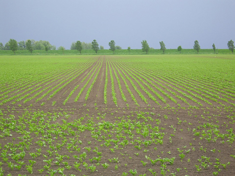 Свежие новости: На Николаевщине судили руководителя, самовольно пользовавшегося землей