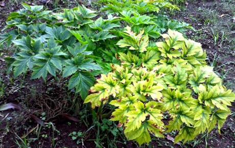 Свежие новости: Ученые нашли растение, продлевающее молодость