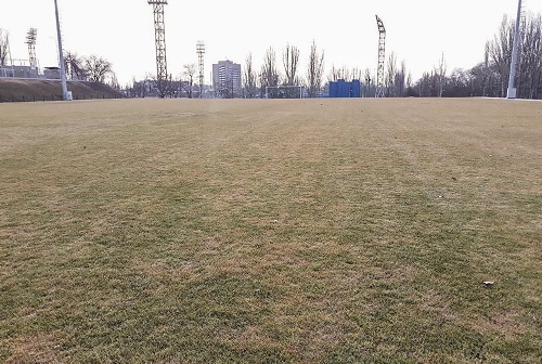 Свежие новости: «Его просто нужно вычесать», – директор Центрального стадиона о высохшем газоне на поле за 25 миллионов