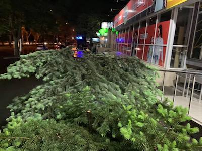 Свежие новости: В Николаеве пивной магазин спилил ёлки, чтобы была видна вывеска