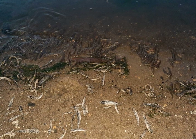 Свежие новости: У водоймах Миколаєва продовжується мор риби