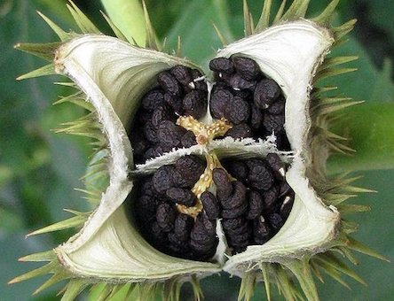 Свежие новости: В Николаеве дети наелись дурмана в парке — одна девочка госпитализирована