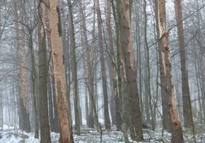 Свежие новости: В Одесской области мужчина убил коллегу и выбросил труп в лесополосе