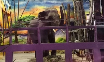 Свежие новости: В Николаевский зоопарк прибыли слоны из Европы