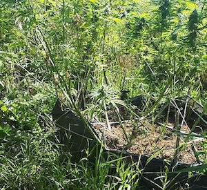 Свежие новости: На Николаевщине опять нашли посевы конопли