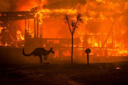 Свежие новости: Украинских спасателей нужно отправить тушить пожары в Австралии, – Порошенко