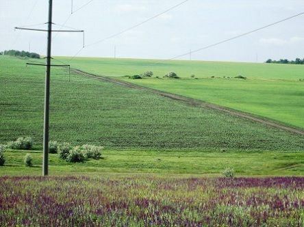 Фото новости: На Николаевщине фермер самовольно засеял поле подсолнухом – урожай на 2,6 миллиона арестовали Свежие новости: На Николаевщине фермер самовольно засеял поле подсолнухом – урожай на 2,6 миллиона арестовали