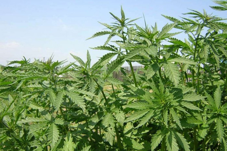 Свежие новости: Полиция выявила у жителя Вознесенска амфетамины и каннабис