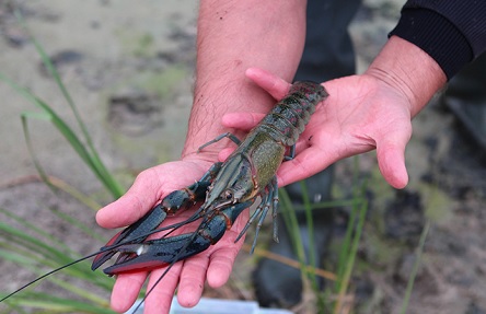 Свежие новости: В Житомире начинают разводить австралийских раков