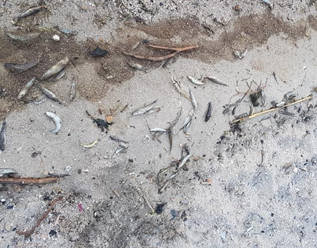 Свежие новости: В Николаеве на Южном Буге случился массовый мор рыбы