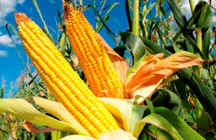 Свежие новости: Николаевская область оказалась в тройке регионов с самой низкой урожайностью кукурузы