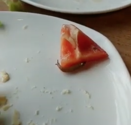 Фото новости: В одном из заведений Николаева подали салат с живым слизняком. ВИДЕО Свежие новости: В одном из заведений Николаева подали салат с живым слизняком. ВИДЕО