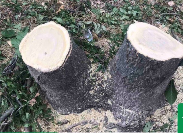 Свежие новости: В Николаеве неизвестные спилили три здоровых дерева и уничтожили несколько кустов