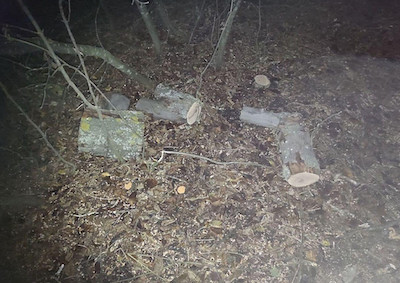 Свежие новости: На жителя Первомайщины за незаконно спиленные деревья открыли уголовное производство