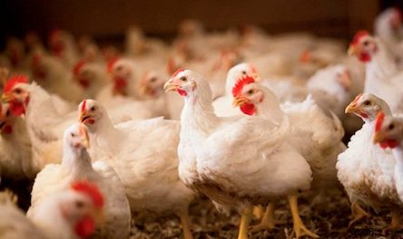 Свежие новости: В Украину завезли мясо птицы из сальмонеллой