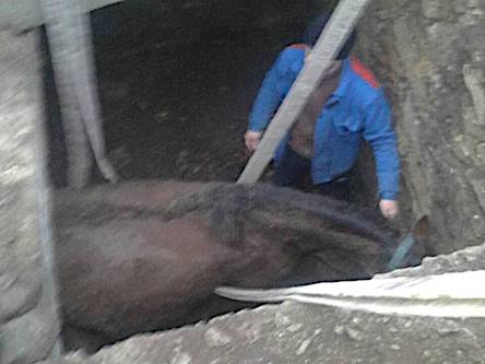 Свежие новости: Рятувальники та мешканці с. Луб’янка витягли вагiтну кобилу, що впала у яму