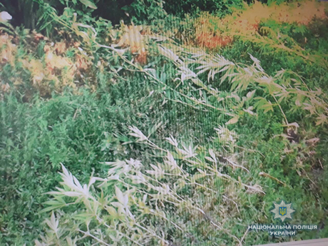 Свежие новости: В Доманевском районе полицейские изъяли у местного жителя 61 куст конопли