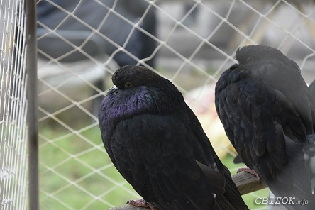 Свежие новости: ФОТО: Ярмарка декоративных птиц в Николаеве собрала голубеводов со всей Украины