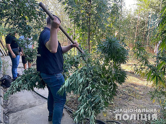 Свежие новости: В Баштанском районе полиция изъяла у мужчины кусты трехметровой конопли, каннабис и патроны
