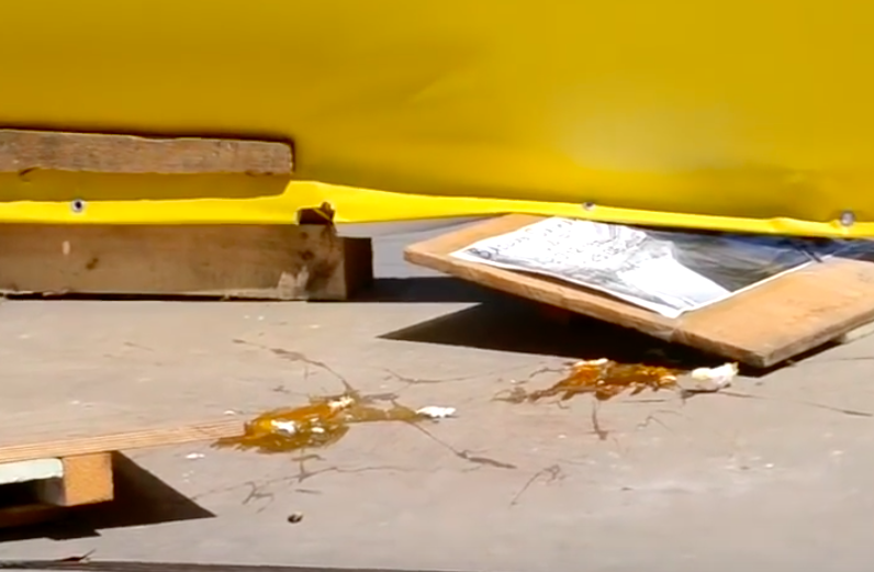 Свежие новости: Видео: как Савченко закидали яйцами в Одессе