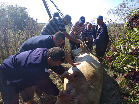 Свежие новости: В Березанском районе спасатели вытащили из колодца корову