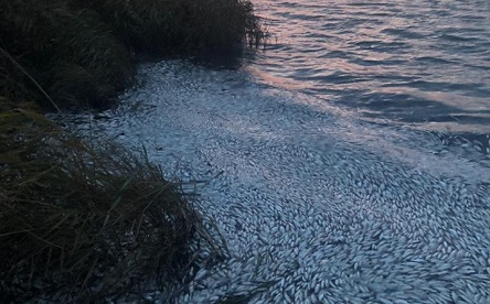 Свежие новости: В Херсонской области массовый мор — погибло около 2 миллионов рыб