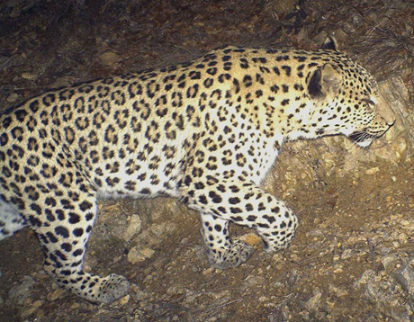 Свежие новости: Камера запечатлела редкого леопарда, обнаруженного в горах Армении