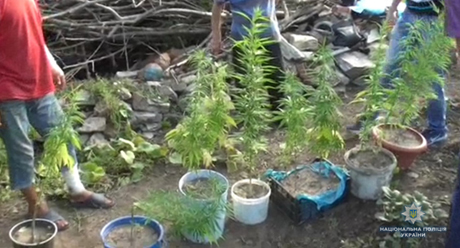 Свежие новости: Єланецькі поліцейські вилучили у місцевих мешканців 294 кущі коноплі та більше 300 г канабісу