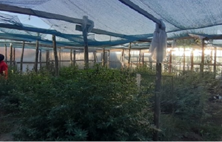 Свежие новости: На даче под Николаевом 4 наркоторговца вырастили 29 кустов конопли