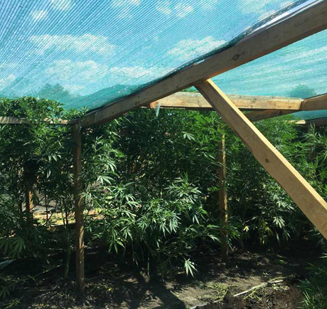 Свежие новости: На Николаевщине мужчина выращивал коноплю для кроликов