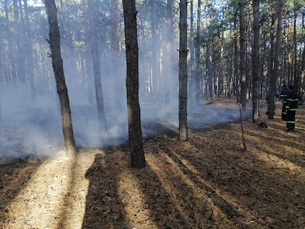 Свежие новости: На Миколаївщини ліквідували дві пожежі хвойної підстилки
