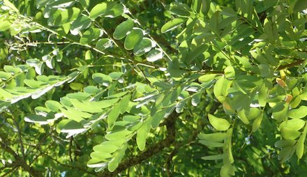 Свежие новости: В Николаеве суд приговорил пенсионерку к условному сроку за кражу деревьев