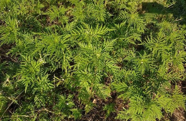 Свежие новости: В Первомайске кусты амброзии принимают по 5 гривен за килограмм