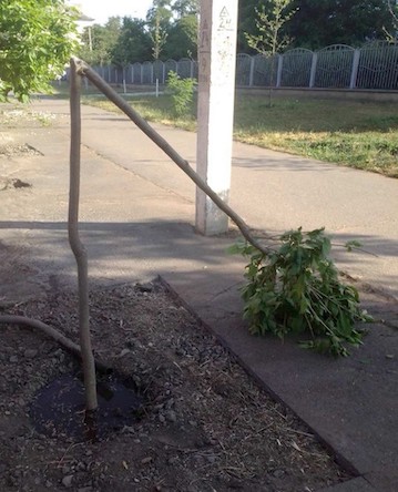 Свежие новости: У Вознесенську вандали зламали зелені насадження