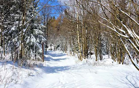 Свежие новости: На Львовщине упавшее дерево убило 18-летнего парня
