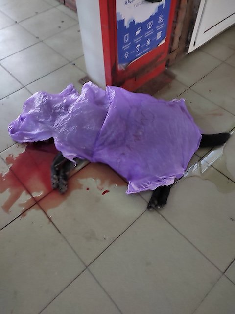 Свежие новости: Николаевские полицейские установили личность мужчины, который застрелил собаку на рынке – его разыскивают