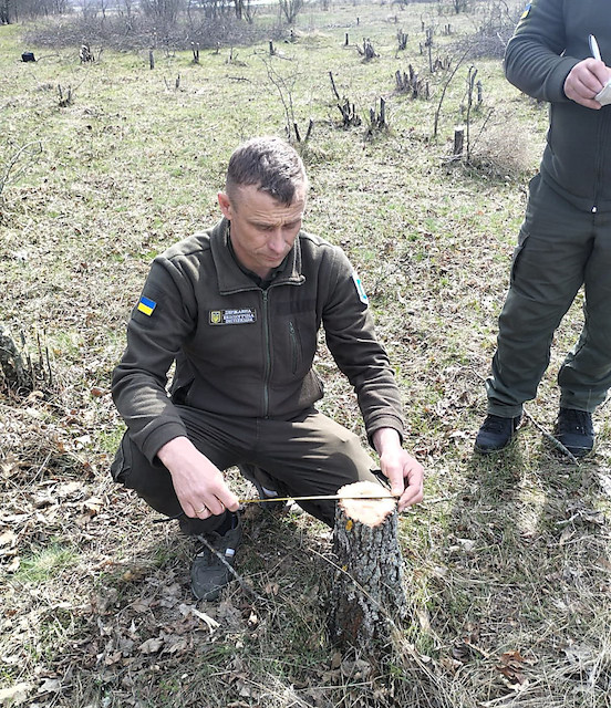 Свежие новости: На Миколаівщині вздовж траси Н-11 зрубили 88 дерев різних порід на понад ₴85 тисяч