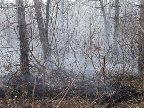Свежие новости: В Новоодесском районе горело лесное урочище