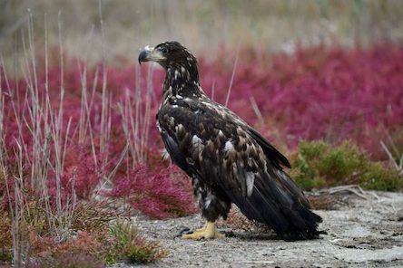 Свежие новости: На Тилигульском лимане занесенная в Красную книгу птица обрела свободу